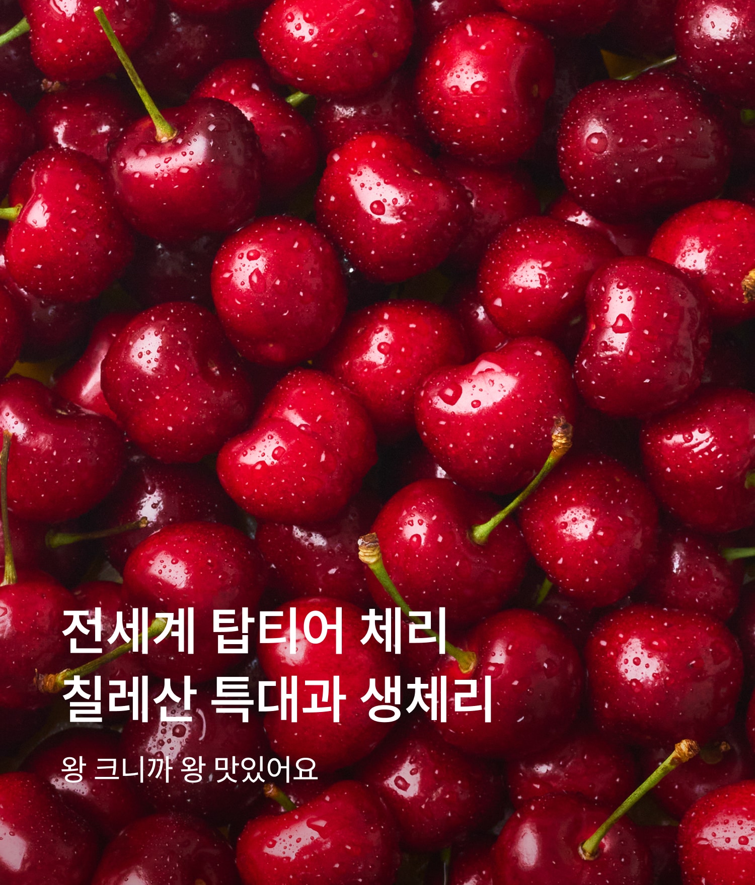 체리