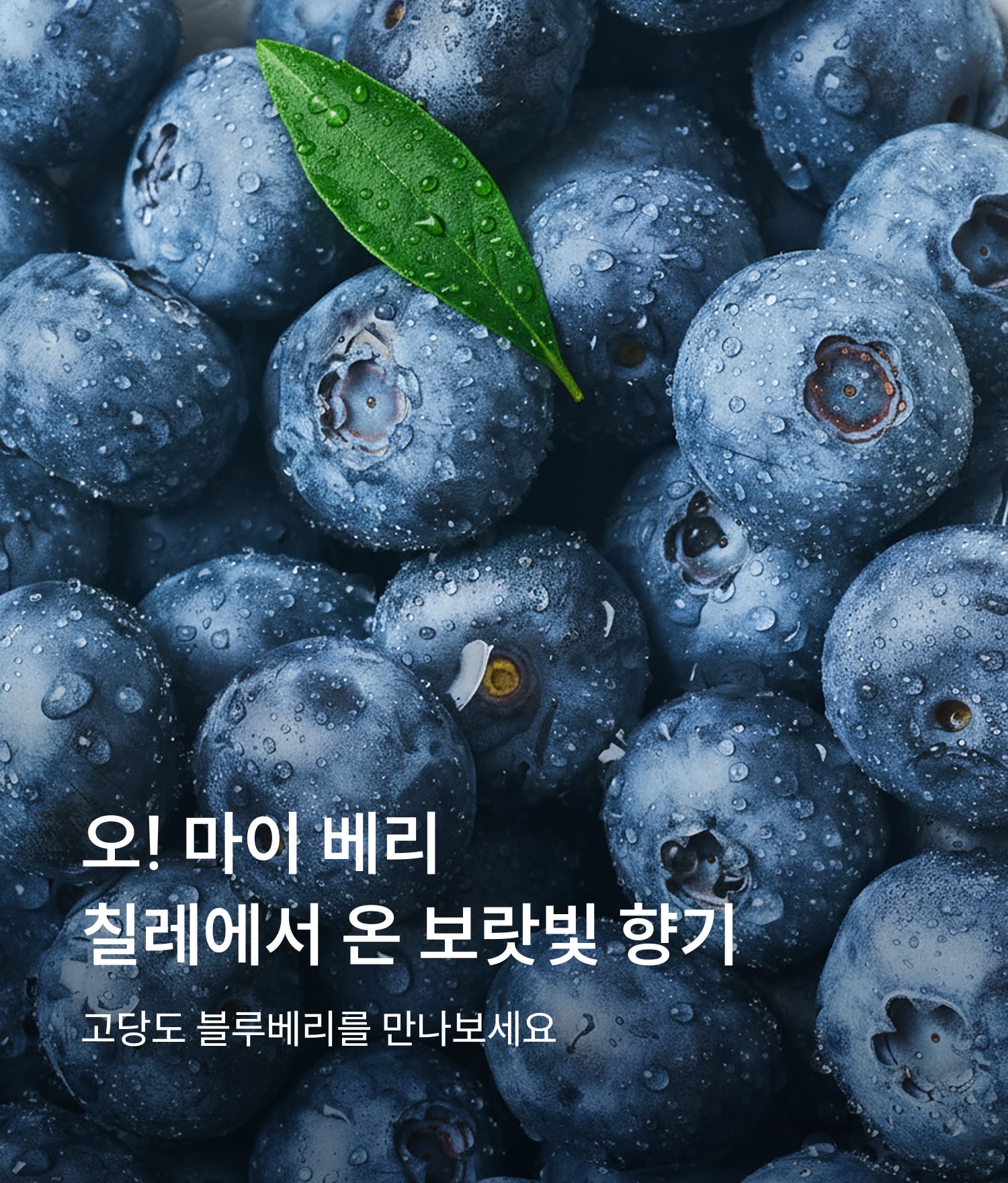 블루베리
